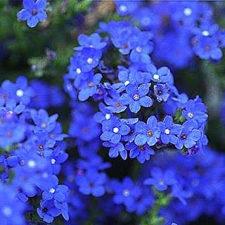 Anchusa capensis Seeds - South African Indigenous Perennial - Insured Flat Ship Rate
