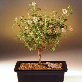5 Anisodontea scabrosa Seeds - Evergreen South African Indigenous Bonsai - Flat Ship Rate
