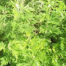 5 Artemisia afra Seeds - African Wormwood - South African Indigenous Medicinal Herb