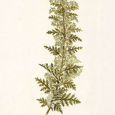10 Artemisia afra Seeds - African Wormwood - South African Indigenous Medicinal Herb