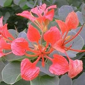 5 Bauhinia galpinii Seeds -Pride of De Kaap- Indigenous South African Tree -Insured Flat Ship Rate