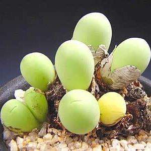 10 Conophytum calculus Seeds - Indigenous South African Native Mesemb Succulents