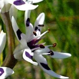 Wurmbea elatior Seeds - Pepper-and-Salt flower - Indigenous South African Native Perennial Bulb