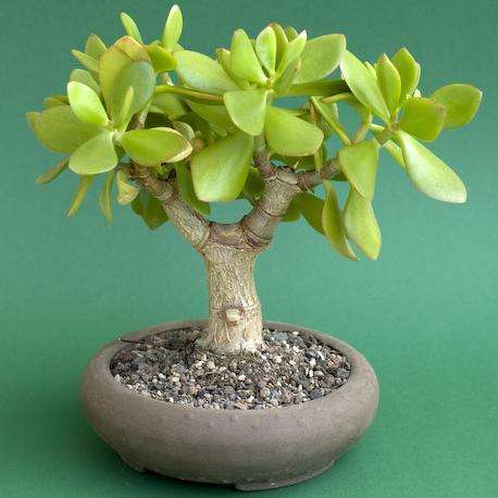 10+ JADE TREE - Crassula ovata Bonsai Seeds - Indigenous South African Succulent + Free Bonsai eBook