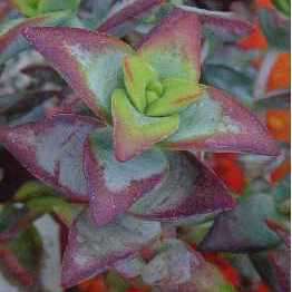 Crassula rupestris, Kebab Bush Seeds + Get FREE Seeds with ALL Orders - Indigenous to South Africa