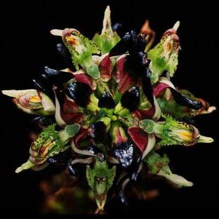 20 Disa atricapilla Seeds - Black Haired Orchid - Indigenous Orchid Seeds - Inheemse Orgidee Sade