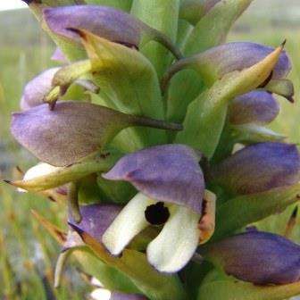 20 Disa cornuta Seeds - Indigenous South African Orchid Seeds + FREE SEEDS WITH ALL ORDERS