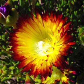 10 Drosanthemum bicolor Seeds - Indigenous - Buy Seeds from Africa for Native African Succulents