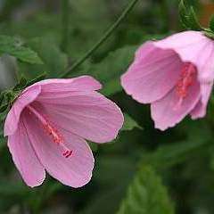 10 Hibiscus pedunculatus Seeds - Wild Pink Hibiscus Indigenous Evergreen Shrub