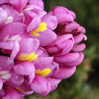 10 Hypocalyptus sophoroides Seeds - Indigenous South African Native Flowering Shrub - Flat Ship Rate