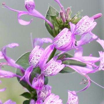 10 Hypoestes aristata Seeds - Ribbon Bush - Indigenous Evergreen Shrub - Worldwide Delivery