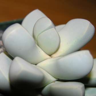 10 Lapidaria margaretae Seeds - Indigenous Succulents - South African Native Mesemb Seeds