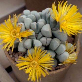 20 Lapidaria margaretae Seeds - Indigenous Succulents - South African Native Mesemb Seeds