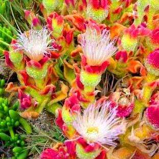 10 Mesembryanthemum crystallinum Seeds - Indigenous South African Succuelnt Seeds for Sale in RSA