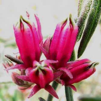 Microloma sagittatum Seeds - Indigenous Creeper Climber Vine