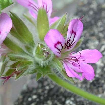 10 Pelargonium capitatum - Rose scented geranium Seeds - Indigenous Shrub Seeds From Africa