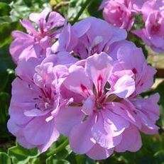 5 Pelargonium peltatum Seeds - Ivy-leaved Pelargonium - Indigenous Climber Vine
