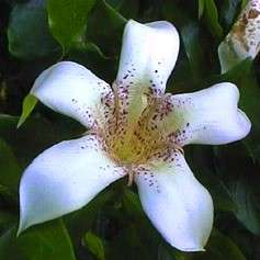 10 Rothmannia capensis Tree Seeds ~ Wild Gardenia, Common Rothmannia, Wildekatjiepiering Indigenous