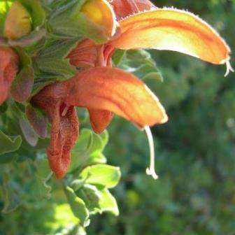 Salvia africana-lutea Seeds - Golden Salvia - Indigenous South African Native Perennial Shrub