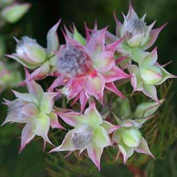 Serruria florida Seeds - Blushing Bride - Rare Once thought to be Extinct! - Protea Family