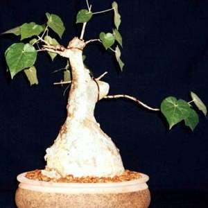 Sterculia rogersii Seeds - Indigenous Bonsai + FREE Bonsai eBook - Insured Combined Shipping