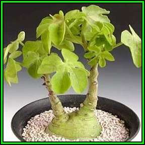 Adenia glauca - 3 Seed Pack - Rare Indigenous Caudiciform Succulent - Combined Shipping, NEW