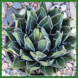 Agave ferdinandi-regis Seeds - Exotic Succulent - Worldwide Shipping, NEW