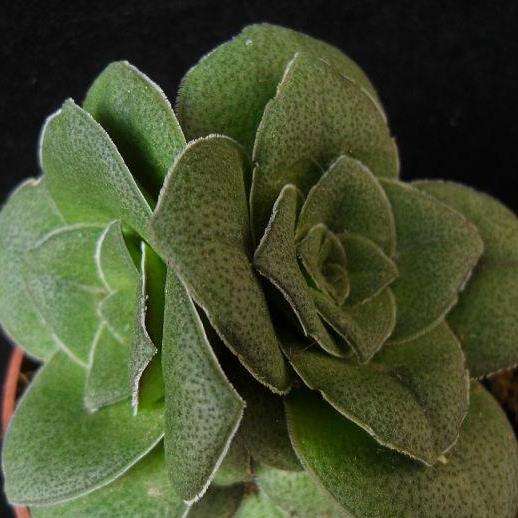 10 Crassula pseudohemisphaerica Seeds - Indigenous Succulents - Worldwide Combined Shipping