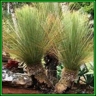 10 Dasylirion glaucophyllum - Blue Leaved Dasylirion Seeds - Exotic Succulent from Mexico