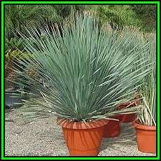 Dasylirion glaucophyllum - Blue Leaved Dasylirion Seeds - Exotic Succulent from Mexico