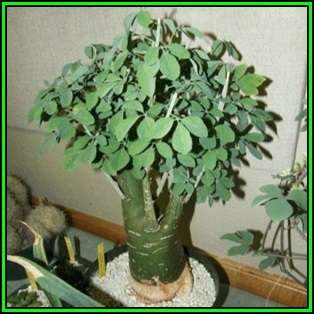 Adenia fruticosa - 3 Seed Pack - Indigenous Succulent - Worldwide Shipping, NEW