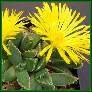 Faucaria felina - Tiger Jaws Seeds - Indigeous Endemic Mesemb Succulent - New