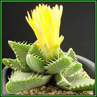 Faucaria tigrina - Tiger Jaws Seeds - Indigenous South African Mesemb - Succulents From South Africa