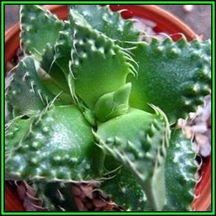 Faucaria tuberculosa Tiger Jaws Seeds - Indigeous South African Endemic Mesemb Succulent New
