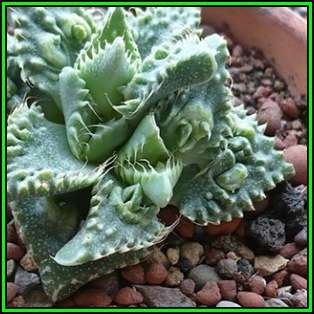 Faucaria tuberculosa Tiger Jaws- 20 Seed Pack - Indigeous South African Endemic Mesemb Succulent New