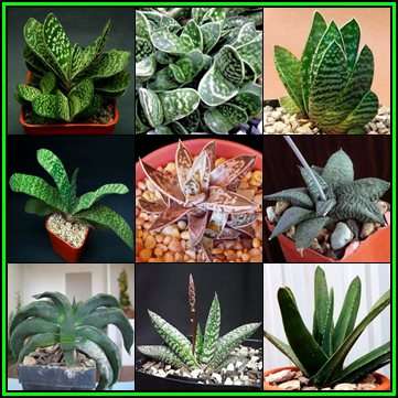 Gasteria Mixed Species - 20 Seed Pack - Indigenous Endemic Succulent - Insured Flat Ship Rate - NEW