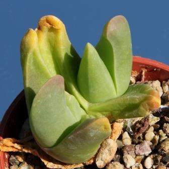 Gibbaeum haagei Seeds -  Indigenous South African Native Succulent Mesemb - Sementes