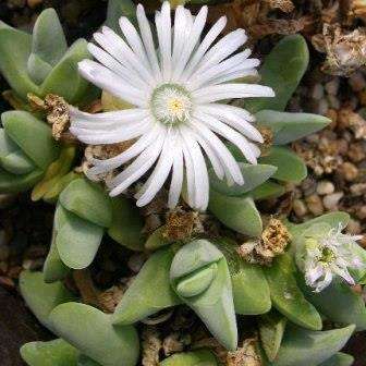 Gibbaeum haagei Seeds -  Indigenous South African Native Succulent Mesemb - Sementes