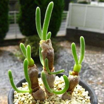 10 Monilaria chrysoleuca Seeds - Indigenous Succulent from South Africa - Mesemb