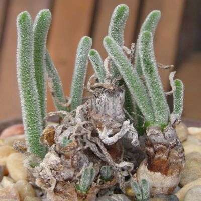 10 Monilaria chrysoleuca Seeds - Indigenous Succulent from South Africa - Mesemb - Global Shipping
