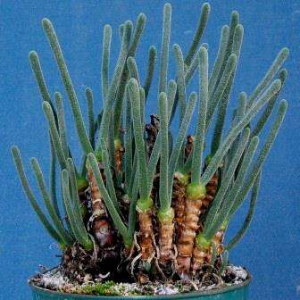 50 Monilaria chrysoleuca Seeds - Indigenous Succulent from South Africa - Bulk Mesemb