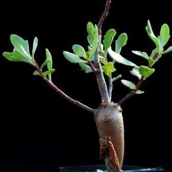 5 Othonna lobata Seeds - Indigenous Succulents - Natural Bonsai