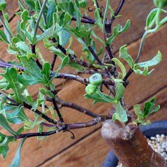 5 Othonna lobata Seeds - Indigenous Succulents - Natural Bonsai