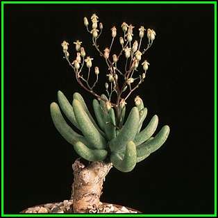 Tylecodon reticulatus - 10 Seed Pack - South African Indigenous Caudiciform Succulent - NEW