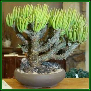 Tylecodon wallichii Seeds - Indigenous South African Endemic Natural Bonsai - NEW