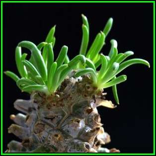 Tylecodon wallichii - 10 Seed Pack - Indigenous South African Endemic Natural Bonsai - NEW