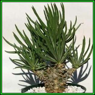Tylecodon wallichii - 10 Seed Pack - Indigenous South African Endemic Caudiciform Succulent - NEW