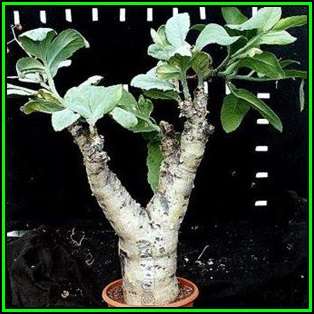 Cyphostemma bainesii - 20 Seed Pack - African Tree Grape - Indigenous Succulent Caudiciform - NEW