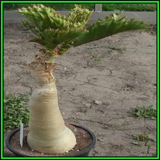 Cyphostemma bainesii Seeds - African Tree Grape - Indigenous Succulent Caudiciform