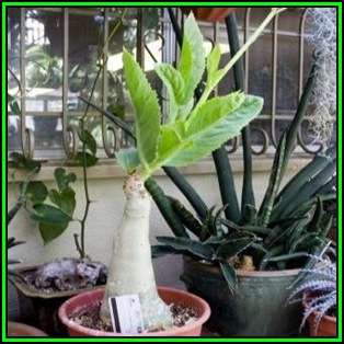 Cyphostemma juttae Seeds - Namibian Grape - Indigenous Succulent Caudiciform - NEW